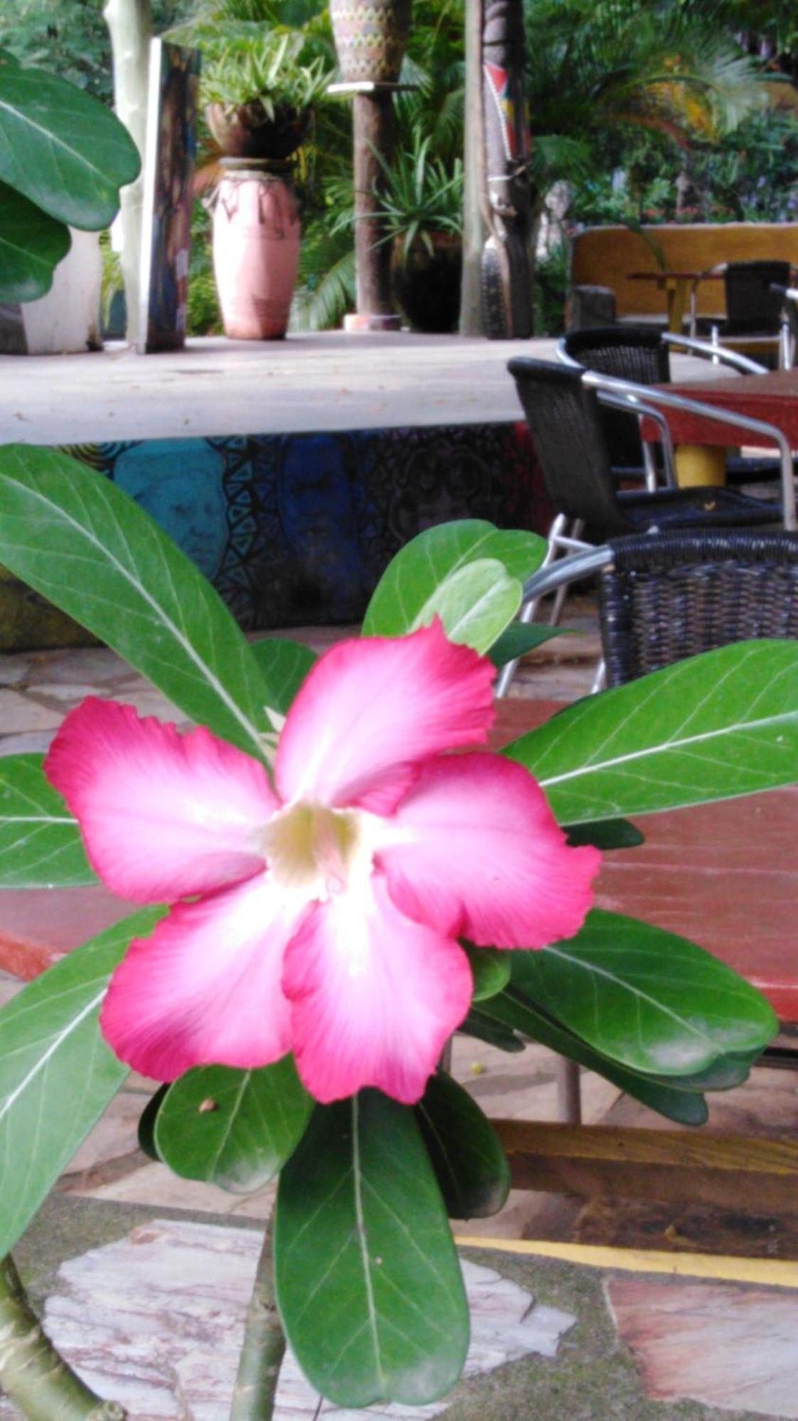 Kokrobite Gardens Restaurant And Guest House Esterno foto